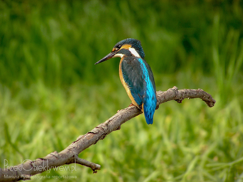 Nature – Kingfisher